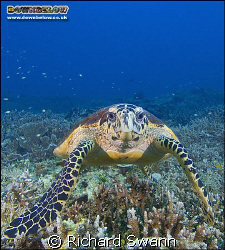 Hawksbill Turtle, Lost Reefs, East Coast Sabah, Borneo. N... by Richard Swann 
